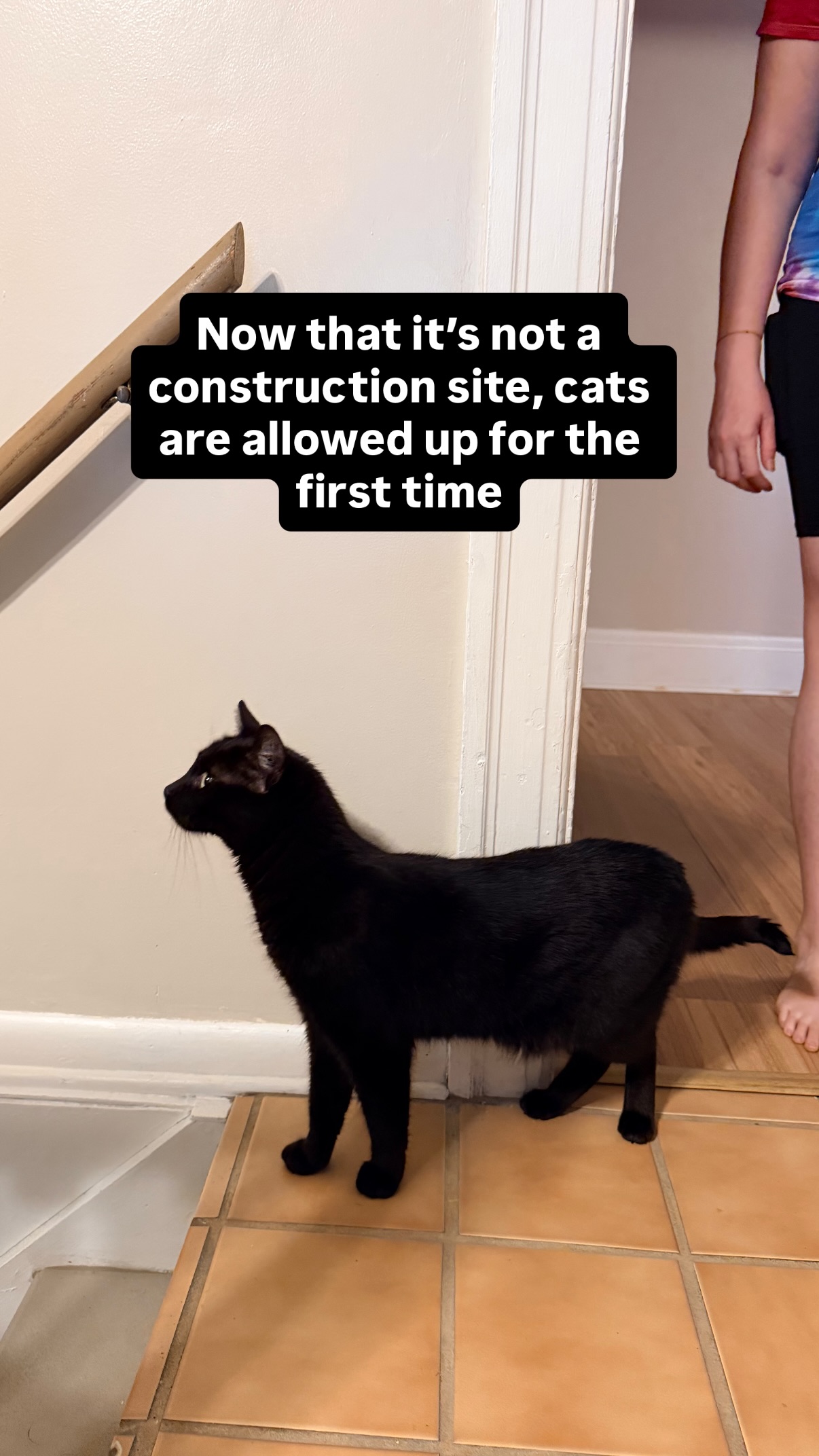Now that it’s not a construction site, cats are allowed up for the first time