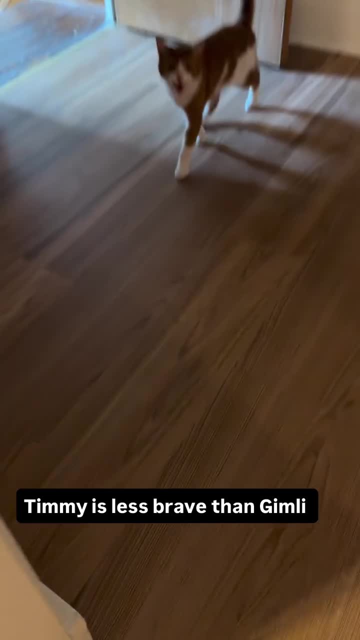 Timmy is less brave than Gimli